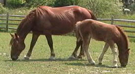 Suffolk Punch Horses